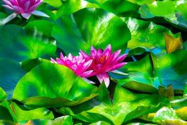 Gölette güzel pembe bir nilüfer çiçeği ya da nilüfer çiçeği