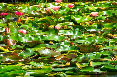 Gölette güzel pembe bir nilüfer çiçeği ya da nilüfer çiçeği