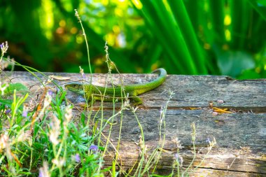 Tahtada oturan yeşil kertenkele.
