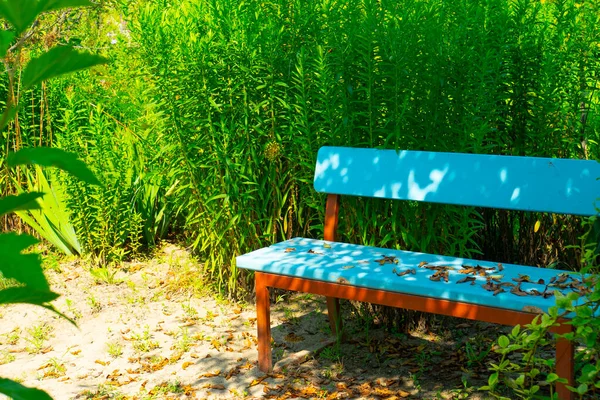 Blue Bench Summer Park — Stock Photo, Image