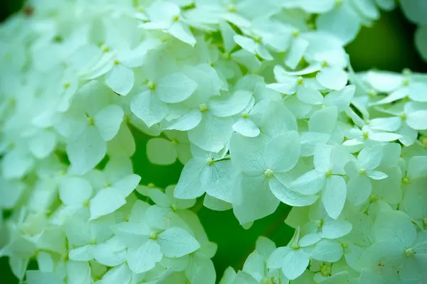 Крупный План Белые Цветы Весенний Куст — стоковое фото