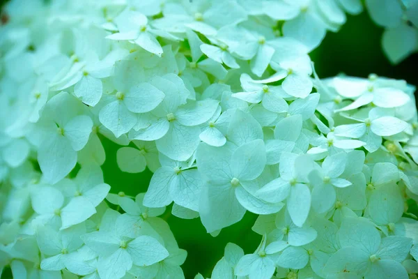 Крупним Планом Білі Квіти Весняний Кущ — стокове фото