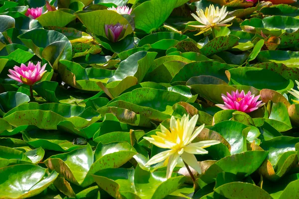 Una Bella Ninfee Rosa Fiore Loto Nello Stagno — Foto Stock