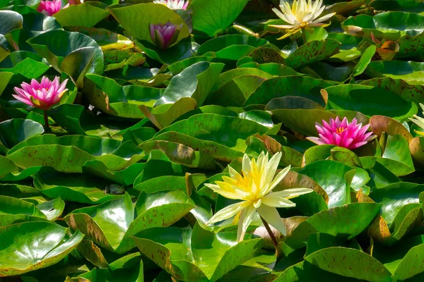 Una Bella Ninfee Rosa Fiore Loto Nello Stagno — Foto Stock