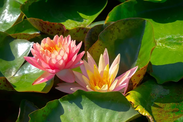 Una Bella Ninfee Rosa Fiore Loto Nello Stagno — Foto Stock