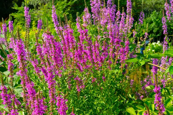 花园里紫色的野花丛林中 — 图库照片