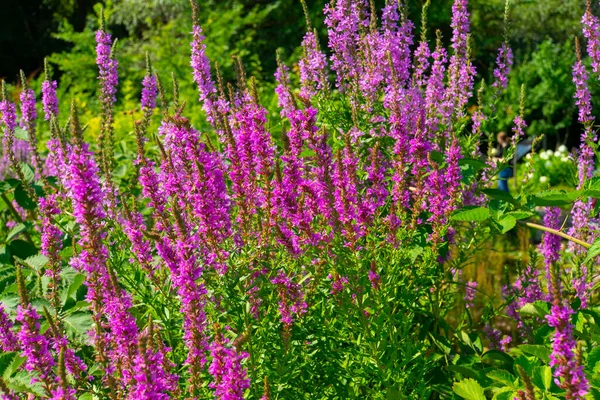 花园里紫色的野花丛林中 — 图库照片