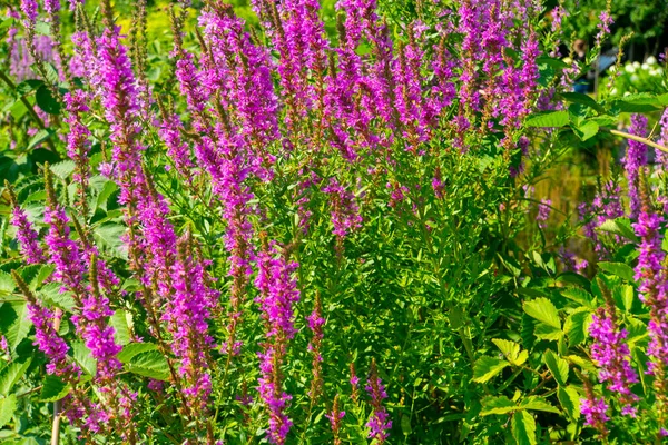 Violette Wildblumen Garten — Stockfoto