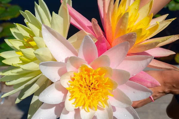 Eine Schöne Rosa Seerose Oder Lotusblume Teich — Stockfoto