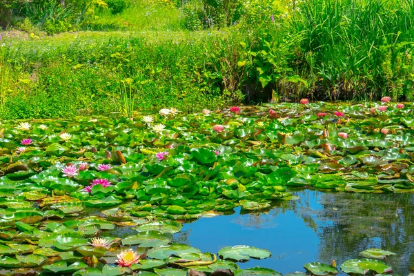 池の美しいピンクの睡蓮や蓮の花 — ストック写真