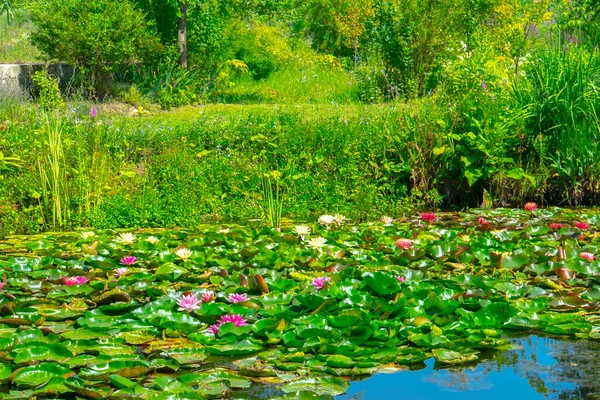 池の美しいピンクの睡蓮や蓮の花 — ストック写真