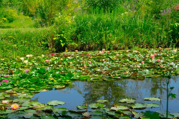 Een Mooie Roze Waterlelie Lotusbloem Vijver — Stockfoto