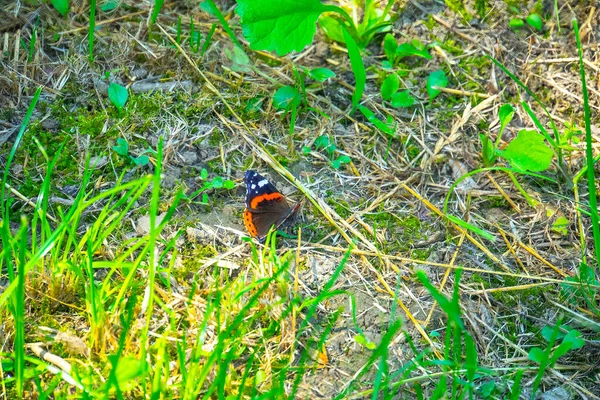 Papillon Noir Dans Jardin Gros Plan — Photo
