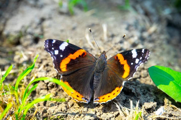 Papillon Noir Dans Jardin Gros Plan — Photo