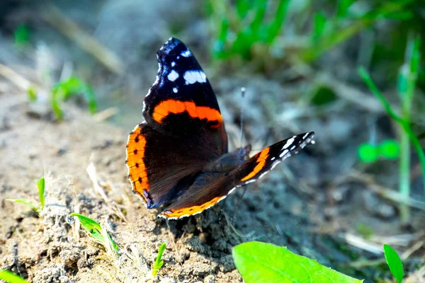 Papillon Noir Dans Jardin Gros Plan — Photo