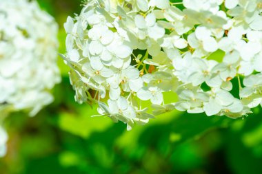 Kapalı beyaz çiçekler, ilkbahar çalıları