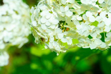 Kapalı beyaz çiçekler, ilkbahar çalıları