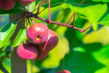 Kırmızı elmalar dalda, hasat zamanı