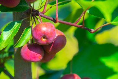 Kırmızı elmalar dalda, hasat zamanı