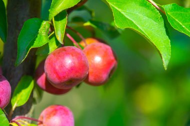 Kırmızı elmalar dalda, hasat zamanı