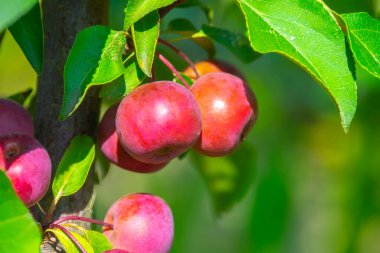 Kırmızı elmalar dalda, hasat zamanı
