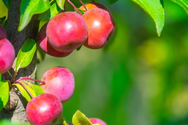 Kırmızı elmalar dalda, hasat zamanı
