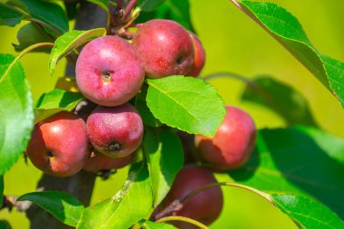 Kırmızı elmalar dalda, hasat zamanı