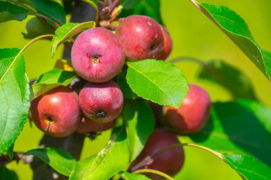 Kırmızı elmalar dalda, hasat zamanı