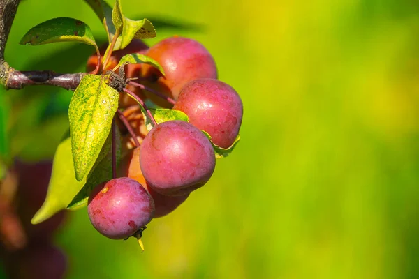 Червоні Яблука Гілці Урожай — стокове фото