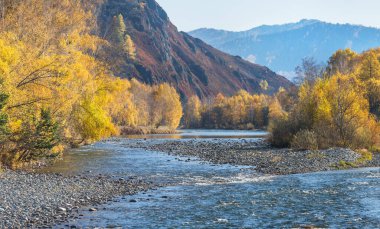 Bir dağ nehrinin sonbahar manzarası. Güneşli bir gün. Sibirya 'da vahşi bir yer.