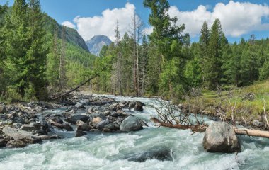 Sibirya dağlarındaki vahşi nehir. Fırtınalı bir dere, devrilmiş bir ağaç, yaz yeşilliği..