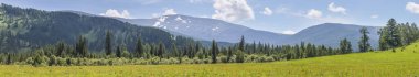Panoramik manzara, bahar manzarası, Altay Dağları. Çiçekli çayır, tepelerinde orman ve kar..