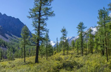 Dağ taigasının yaz yeşillikleri. Kayalık yamaçlar ve karlı tepeler. Parlak güneşli bir gün. Sibirya 'da vahşi yerler.