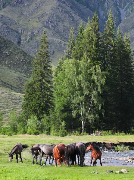 Horses by the river, summer view. Travel in the mountains of Altay.