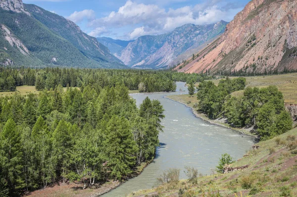 Estate Sulle Montagne Altai Fiume Chuya — Foto Stock