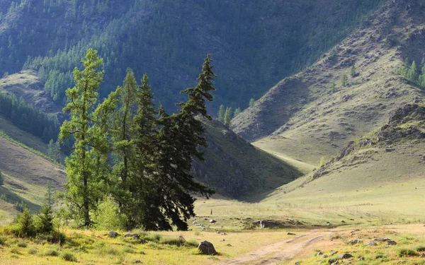 Berglandschaft Mit Kiefern Auf Grünem Feld Und Bergen — Stockfoto