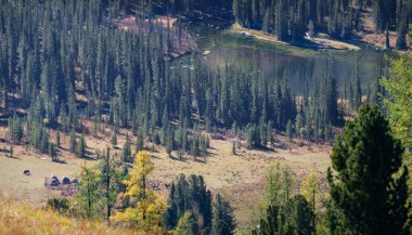 Gölün kıyısındaki çam ağaçları gün ışığında