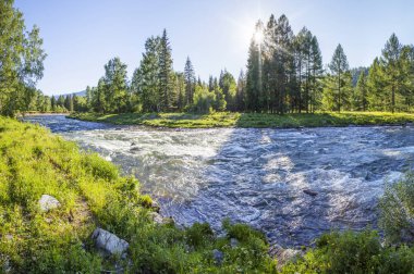 Dağ nehri bir yaz sabahı, güneş parlar. Seyahat, yaz tatili.