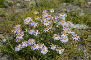 Yabani çiçekler, bir buket aster. 