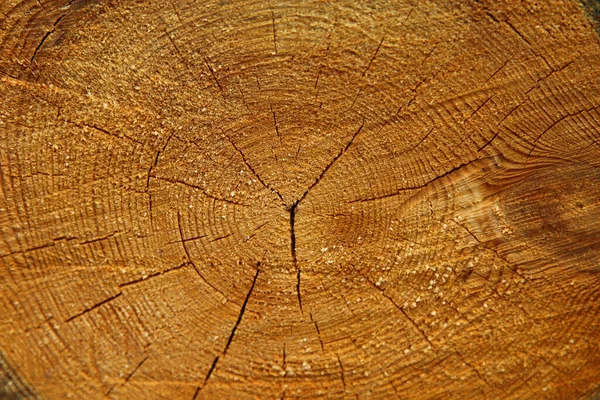 Поперечное Сечение Ствола Дерева Конец Бревен — стоковое фото