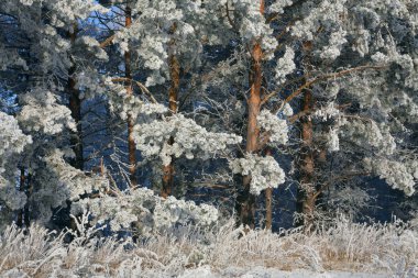 Karla kaplı orman ağaçlarının manzarası