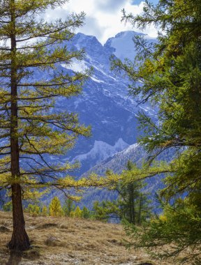 Çam ağaçları arasındaki karlı kayaların manzarası