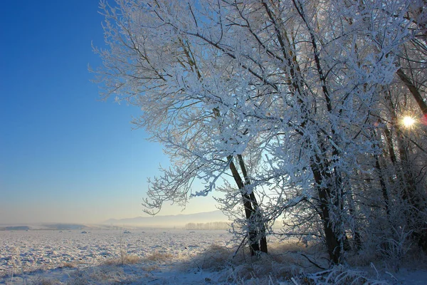 Vista Los Árboles Helados Por Campo Nevado Luz Del Sol —  Fotos de Stock