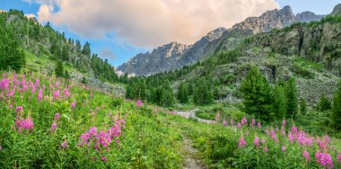 Panoramic mountain view. Blooming alpine meadows, evening light. Traveling in the mountains, trekking.	