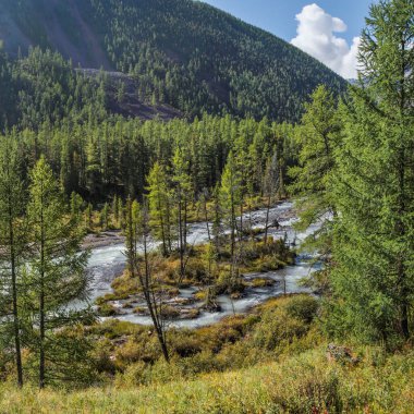 Wild taiga river. Forested shores, summer greens. Morning light.