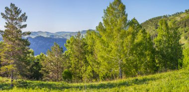 Ormanla kaplı dağlar, yaz güneşli gün, panoramik manzara