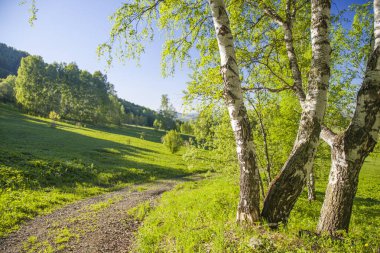 Bahar ormanlarının, huş ağaçlarının ve çayırların arasındaki köy yolu