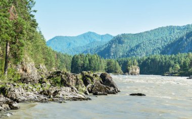 Katun Nehri manzarası, Altai. Yaz yeşilliği, sabah ışığı.
