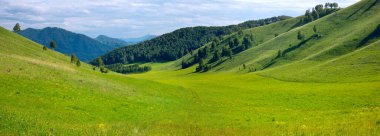 Yeşil çayırlar ve dağ yamaçları, yaz, Altai