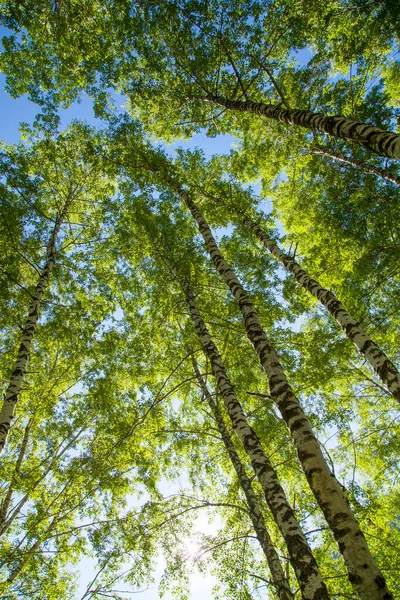 Bahar ormanı, huş ağaçları, yaprakların arasından güneş.